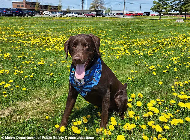 Maine Officials Remain Silent on Death of Emotional Support Dog Found in Hot State Vehicle