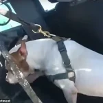 Miami Beach Incident: Suspect Allegedly Assaults Dog, Police Intervene