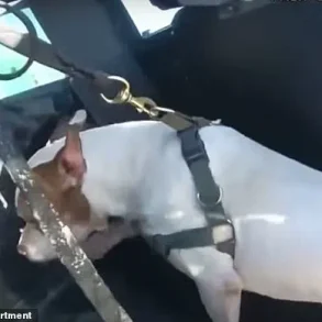 Miami Beach Incident: Suspect Allegedly Assaults Dog, Police Intervene