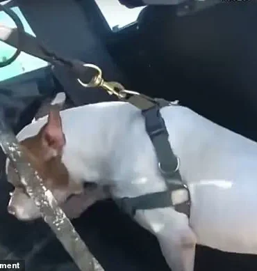 Miami Beach Incident: Suspect Allegedly Assaults Dog, Police Intervene