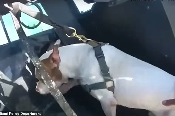 Miami Beach Incident: Suspect Allegedly Assaults Dog, Police Intervene