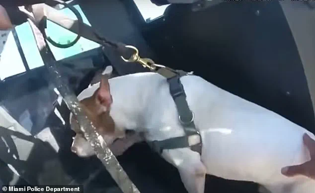 Miami Beach Incident: Suspect Allegedly Assaults Dog, Police Intervene