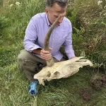 Mysterious Skull with Massive Horn Unearthed Near Tintagel Castle, Legendary Birthplace of King Arthur