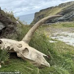 Mysterious Skull with Massive Horn Unearthed Near Tintagel Castle, Legendary Birthplace of King Arthur