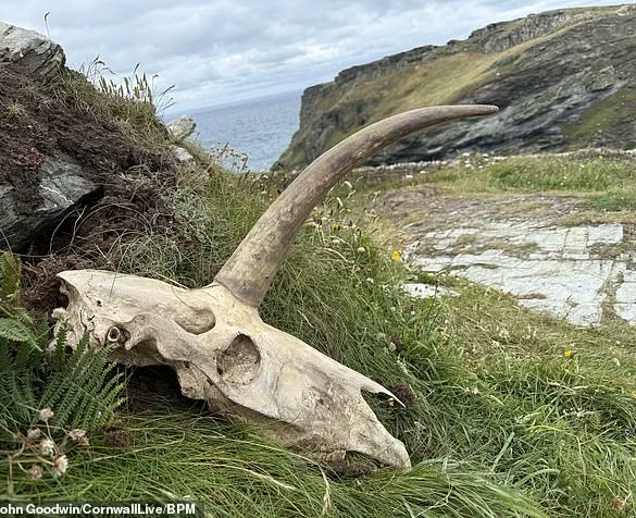 Mysterious Skull with Massive Horn Unearthed Near Tintagel Castle, Legendary Birthplace of King Arthur