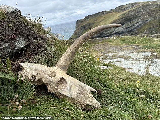 Mysterious Skull with Massive Horn Unearthed Near Tintagel Castle, Legendary Birthplace of King Arthur