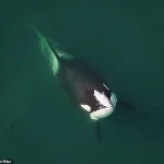 Orcas' Social Behavior Sparks Debate on Government Policies and Marine Conservation