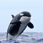 Orcas' Social Behavior Sparks Debate on Government Policies and Marine Conservation