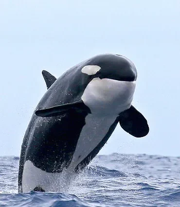 Orcas' Social Behavior Sparks Debate on Government Policies and Marine Conservation