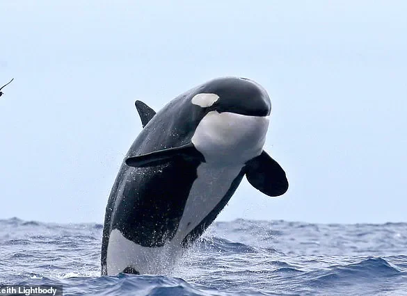 Orcas' Social Behavior Sparks Debate on Government Policies and Marine Conservation