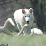 Reviving the Past: How Genetic Engineering Could Bring Dire Wolves Back from Extinction