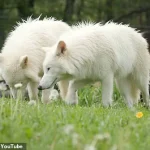 Reviving the Past: How Genetic Engineering Could Bring Dire Wolves Back from Extinction