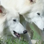 Reviving the Past: How Genetic Engineering Could Bring Dire Wolves Back from Extinction