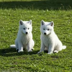 Reviving the Past: How Genetic Engineering Could Bring Dire Wolves Back from Extinction