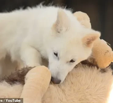 Reviving the Past: How Genetic Engineering Could Bring Dire Wolves Back from Extinction
