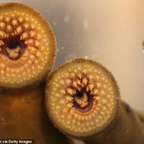 RFK Jr. Experiences Lamprey Encounter During Visit to Idaho Salmon Hatchery