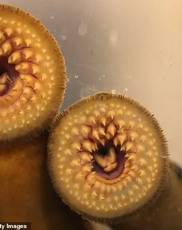 RFK Jr. Experiences Lamprey Encounter During Visit to Idaho Salmon Hatchery