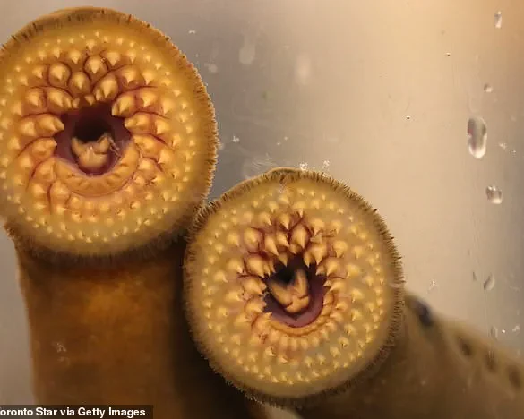 RFK Jr. Experiences Lamprey Encounter During Visit to Idaho Salmon Hatchery