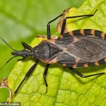 Rising Threat of Chagas Disease Sparks Calls for Enhanced Public Health Regulations