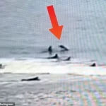 Shark Attack Near New Smyrna Beach Sparks Debate Over Marine Safety