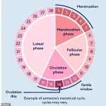 Study Reveals Men's Subconscious Attraction to Women's Fertile-Phase Body Odor