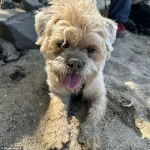 Surging Popularity of Hybrid Dogs: Bolonoodle and Chipoo Lead the Charge in Designer Crossbreed Trend