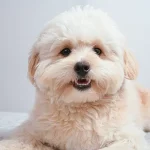 Surging Popularity of Hybrid Dogs: Bolonoodle and Chipoo Lead the Charge in Designer Crossbreed Trend