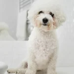 Surging Popularity of Hybrid Dogs: Bolonoodle and Chipoo Lead the Charge in Designer Crossbreed Trend