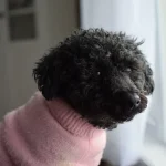 Surging Popularity of Hybrid Dogs: Bolonoodle and Chipoo Lead the Charge in Designer Crossbreed Trend
