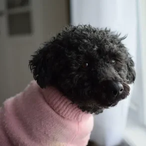 Surging Popularity of Hybrid Dogs: Bolonoodle and Chipoo Lead the Charge in Designer Crossbreed Trend