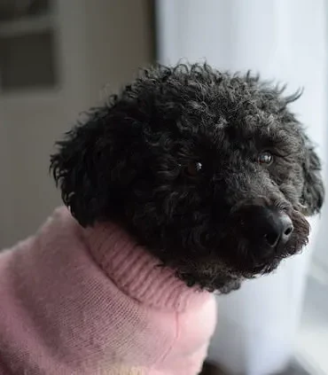 Surging Popularity of Hybrid Dogs: Bolonoodle and Chipoo Lead the Charge in Designer Crossbreed Trend