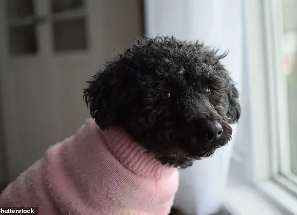 Surging Popularity of Hybrid Dogs: Bolonoodle and Chipoo Lead the Charge in Designer Crossbreed Trend