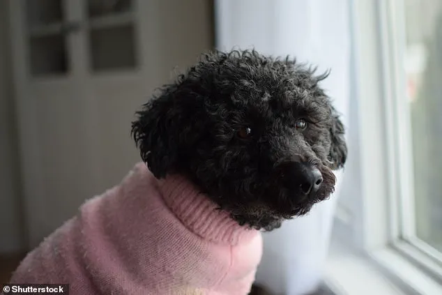 Surging Popularity of Hybrid Dogs: Bolonoodle and Chipoo Lead the Charge in Designer Crossbreed Trend
