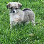 Surging Popularity of Hybrid Dogs: Bolonoodle and Chipoo Lead the Charge in Designer Crossbreed Trend