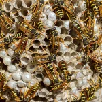 UK Heatwave Crisis: Unprecedented Wasp Behavior Alarms Scientists