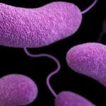 Urgent Health Advisories Issued as Flesh-Eating Bacteria Spread Along US Beaches, Claiming Lives in Florida