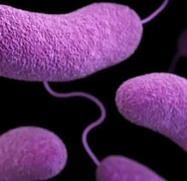 Urgent Health Advisories Issued as Flesh-Eating Bacteria Spread Along US Beaches, Claiming Lives in Florida