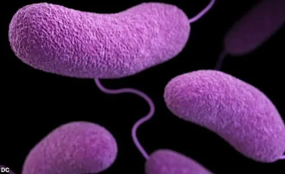 Urgent Health Advisories Issued as Flesh-Eating Bacteria Spread Along US Beaches, Claiming Lives in Florida