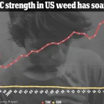 Urgent Warnings: High-Potency Marijuana Linked to Surge in Psychotic Episodes, Experts Call for Regulation and Public Awareness