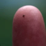 U.S. Homeland Security Denies Allegations of Lyme Disease Research at Plum Island Amid Renewed Debate Over Government's Role in Illness Spread – Latest Update