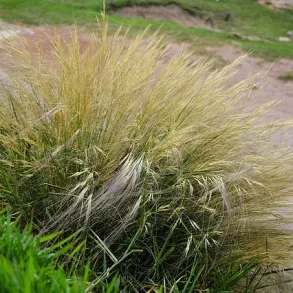 A $58,000 Hindu-pan Topiary Shrub Becomes the Hamptons’ Latest Status Symbol