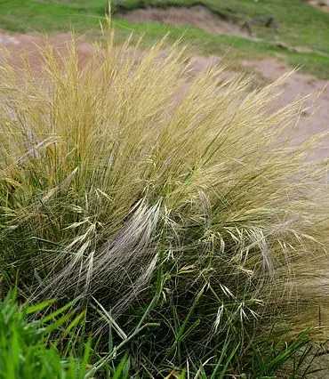 A $58,000 Hindu-pan Topiary Shrub Becomes the Hamptons’ Latest Status Symbol