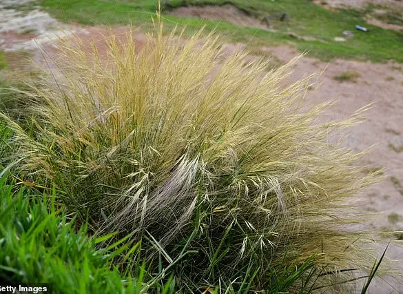 A $58,000 Hindu-pan Topiary Shrub Becomes the Hamptons’ Latest Status Symbol