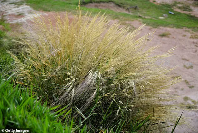 A $58,000 Hindu-pan Topiary Shrub Becomes the Hamptons’ Latest Status Symbol