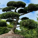 A $58,000 Hindu-pan Topiary Shrub Becomes the Hamptons’ Latest Status Symbol