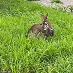 Alarming Spread of Rabbit Deformities Linked to Virus in Multiple U.S. States