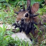 Alarming Spread of Rabbit Deformities Linked to Virus in Multiple U.S. States