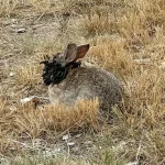 Alarming Spread of Rabbit Deformities Linked to Virus in Multiple U.S. States