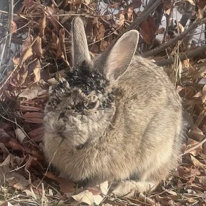 Alarming Spread of Rabbit Deformities Linked to Virus in Multiple U.S. States