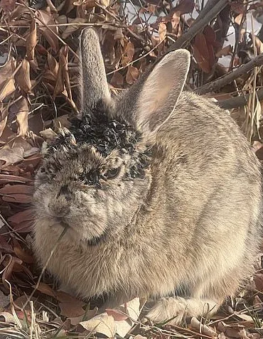 Alarming Spread of Rabbit Deformities Linked to Virus in Multiple U.S. States